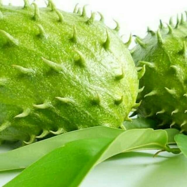 

daun sirsak per 100 lembar baru dipetik