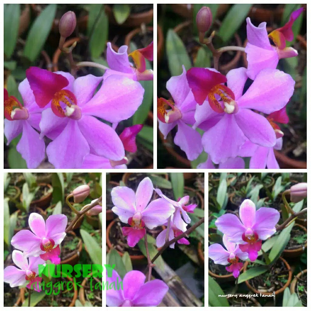 Anggrek Doritis Pulcherrima