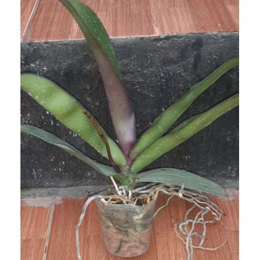 Anggrek Bulan Super Jumbo Premium (SPIKE)