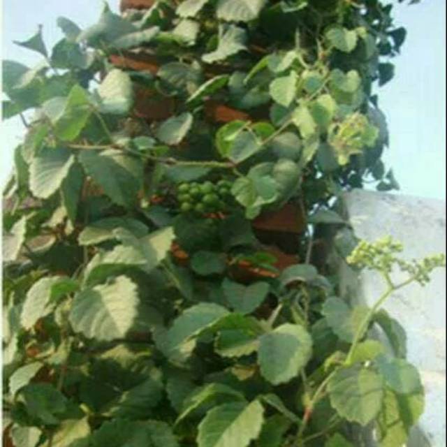 

Promo 1kg Daun galing galing lambai segar