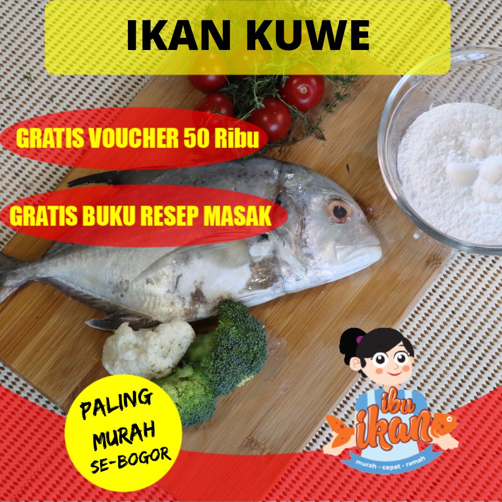 

IKAN KUWE SEGAR LAUT FRESH 500 GRAM (+/-) UNTUK BAKAR RICA RICA