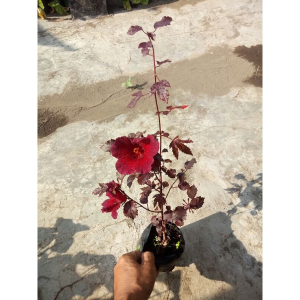 bahan Bonsai Red Panama