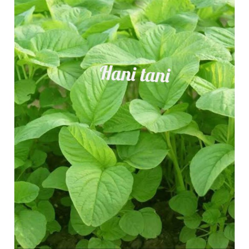 RATUSAN BENIH BIBIT TANAMAN SAYURAN BAYAM HIJAU HIDROPONIK