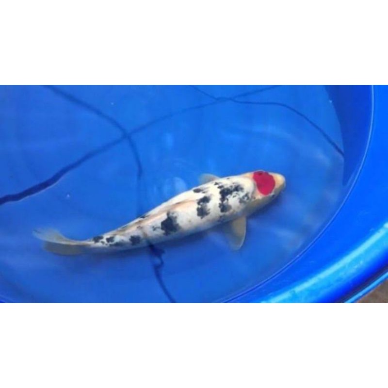 

ikan koi thanco sanke ukuran 22-24cm