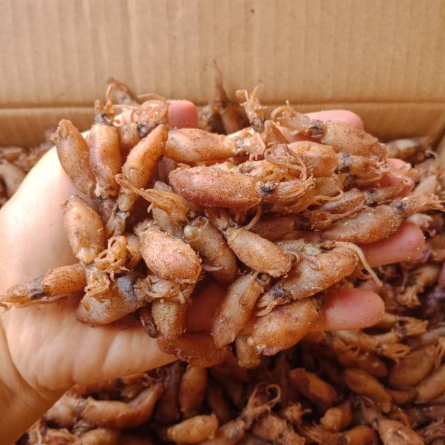 

BABY CUMI ASIN UKURAN BALITA (4-5 CM) 500 GR