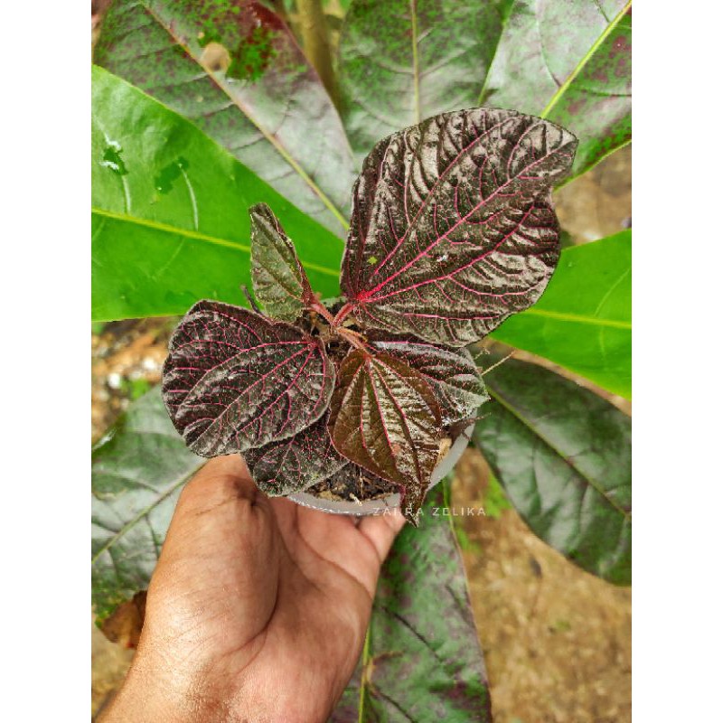 3 paket piper sp borneo