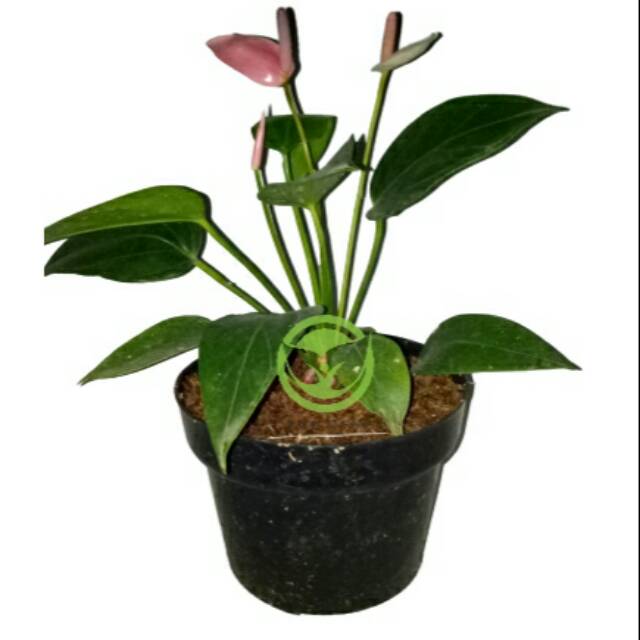 Bunga anturium /anturium bunga