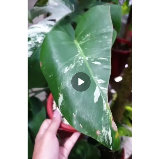 monvar monstera varigata variegata