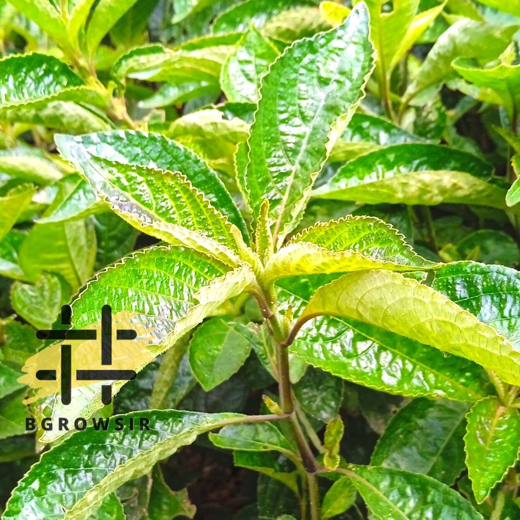 

Daun Pecah Beling / Daun Keji Beling Segar / ki Beling 0bat Herbal Alami Kemasan 100 GR