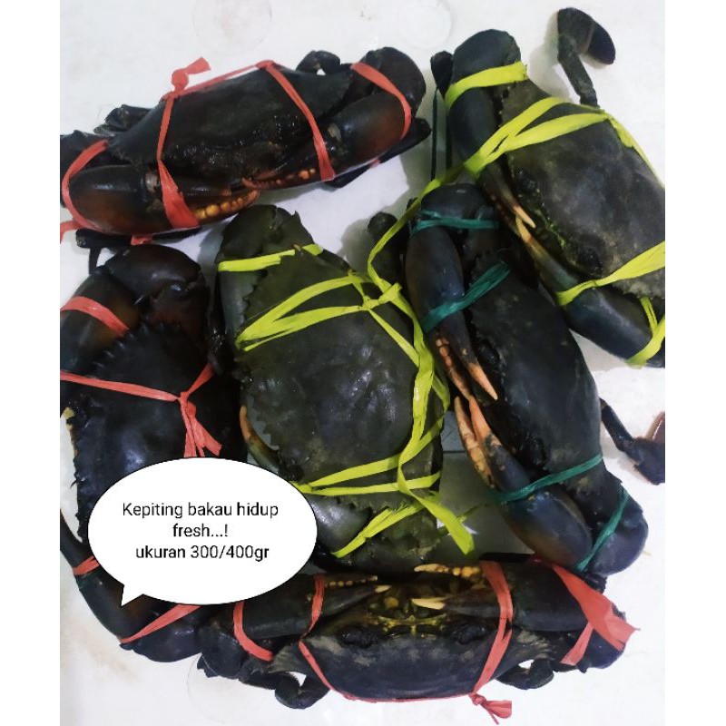 Kepiting bakau hidup fresh