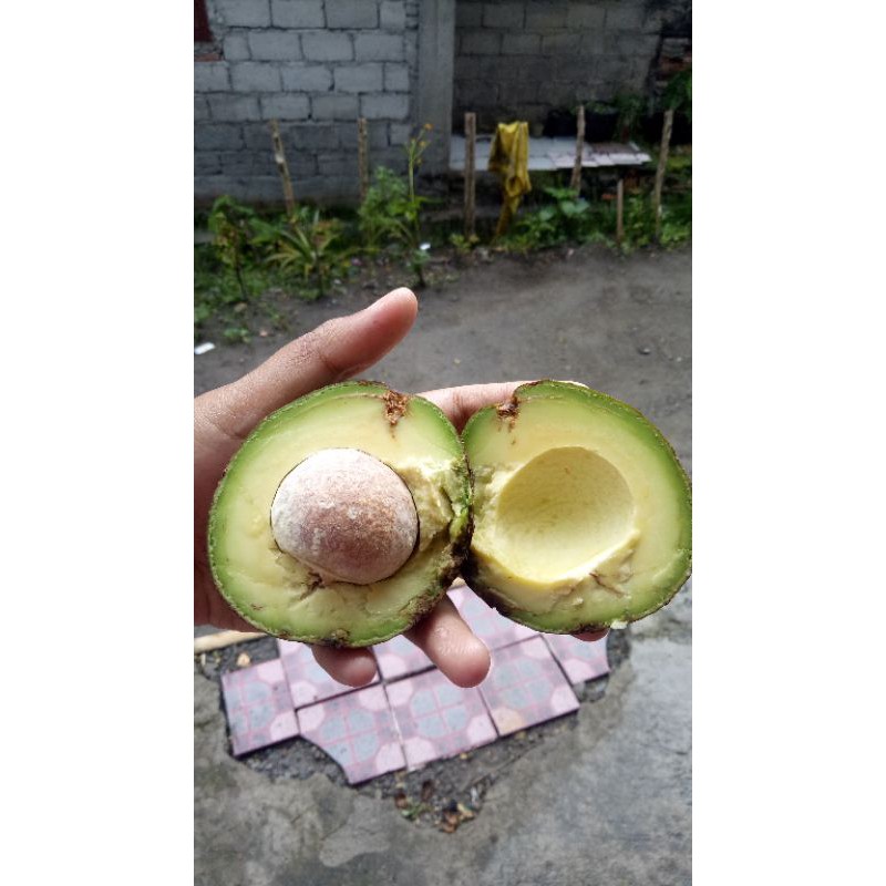 

alpukat mentega mini