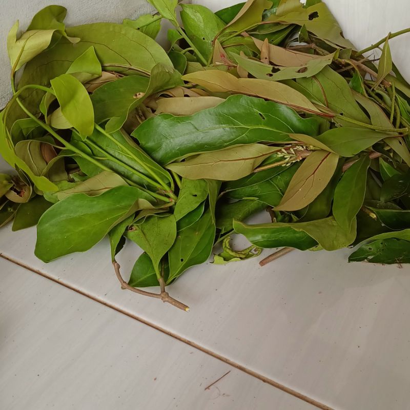

Daun Benalu Alpukat segar order baru petik per 500 gram