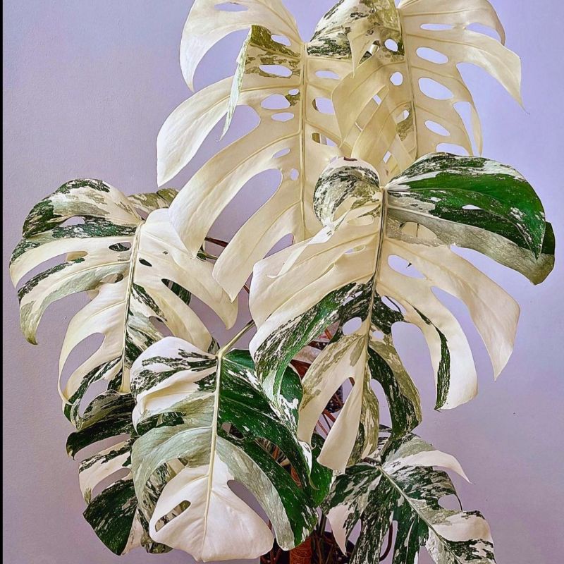 Tanaman hias monstera varigata borsigiana / monstera varigata / Florist Nursery