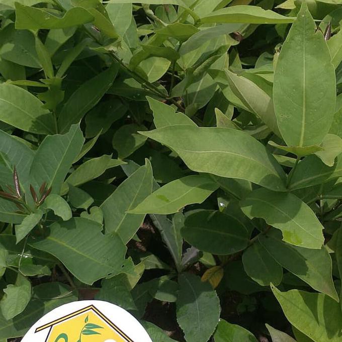 OBR BIBIT JAMBU AIR KING ROSE KINGROSE APPLE JUMBO SUPER MANIS UNGGULAN BREK