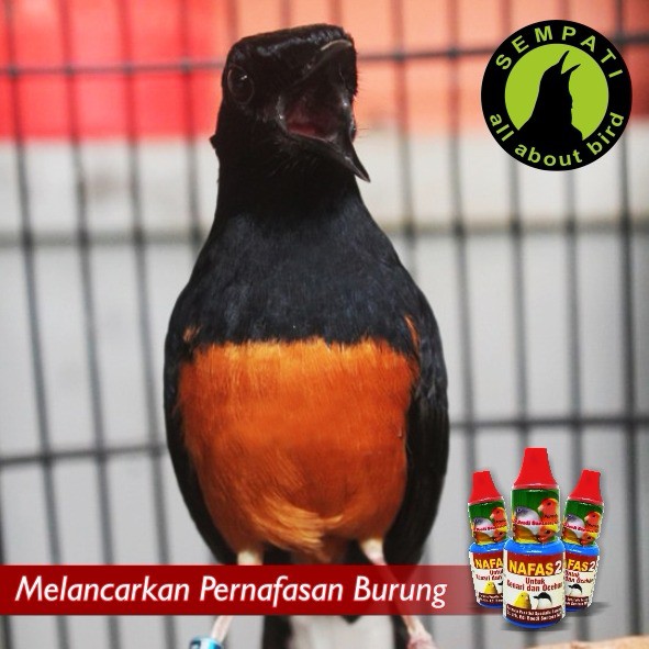 Jual Dr Edhi Nafas 2 Obat Burung Sakit Kaki Bengkak Pernafasan Kronis Asma Pilek Batuk Keluar Ingus Murah Mei 2021 Blibli