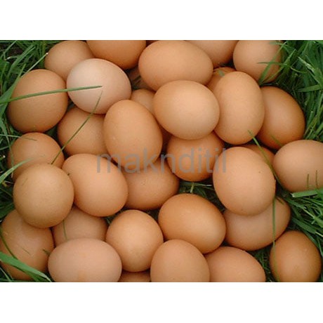 

TELUR OMEGA CURAH / KG