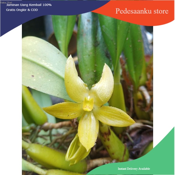 anggrek bulbophyllum hematipes