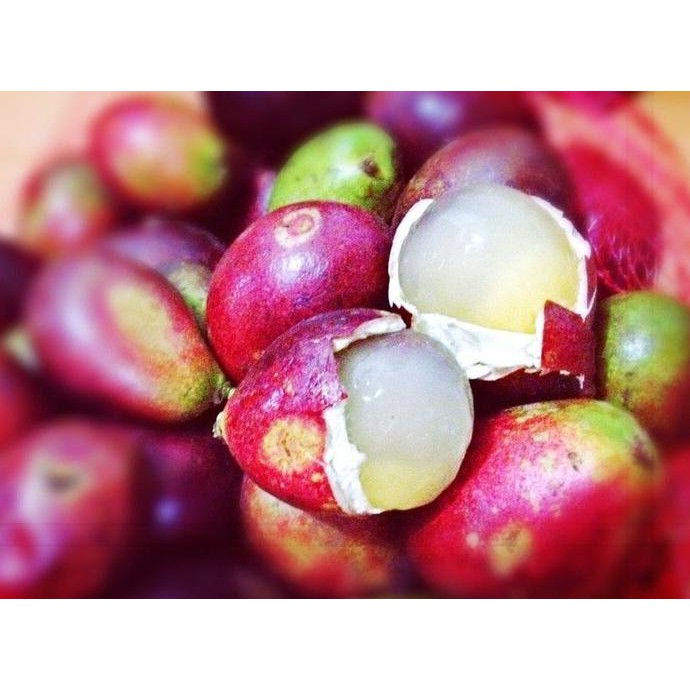 Bibit Pohon Matoa / Tanaman Buah Matoa / Buah Matoa Khas Papua Super