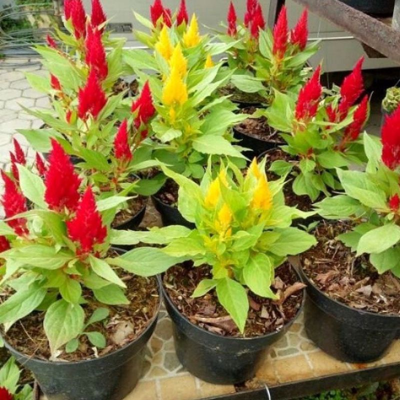 Tanaman Hias Jengger Ayam Merah & Kuning / Bunga Hias Hidup Jengger Ayam / Tanaman Hidup Bunga Jengg