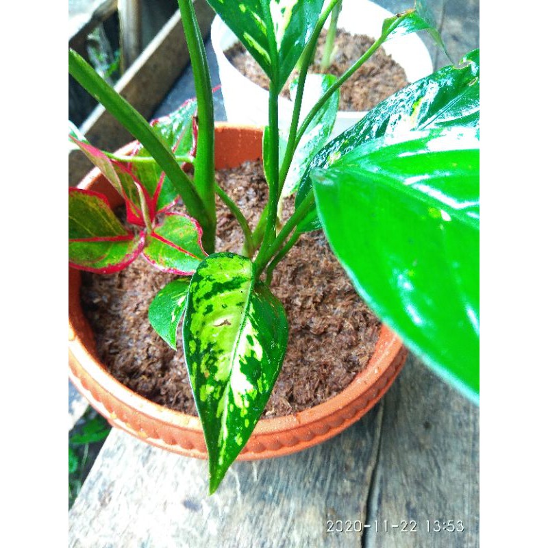 PROMO (Buy1 Get1) BONGGOL TANAMAN HIAS ADELONEMA