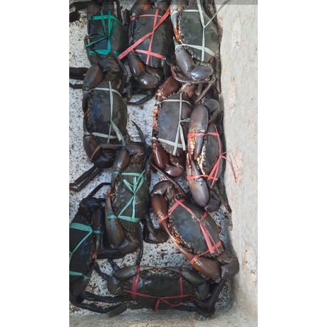 

Kepiting segar500grm