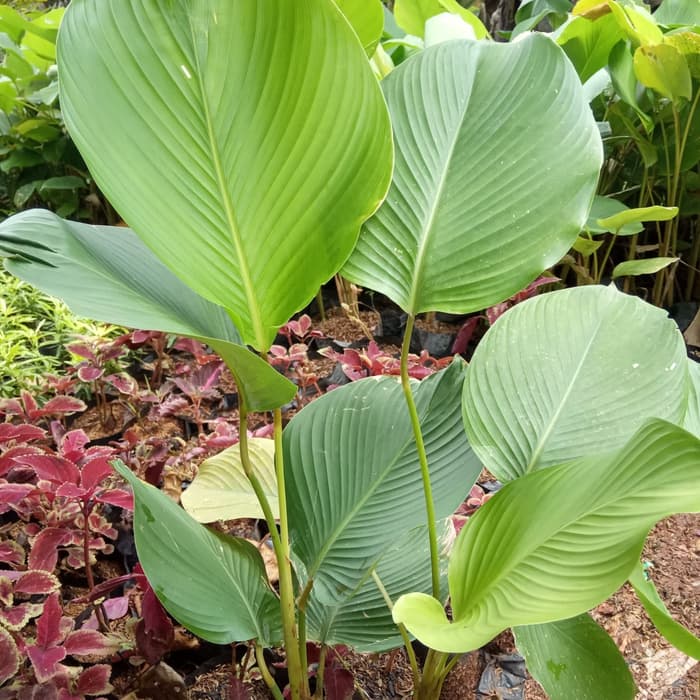 tanaman hias calathea lutea tinggi 1 meter - pohon calathea