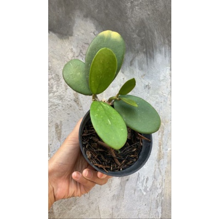 Hoya diversifolia