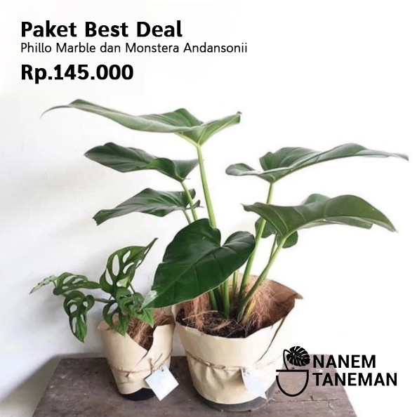 Phillo Marble & Monstera Obliqua - Paket Best Deal