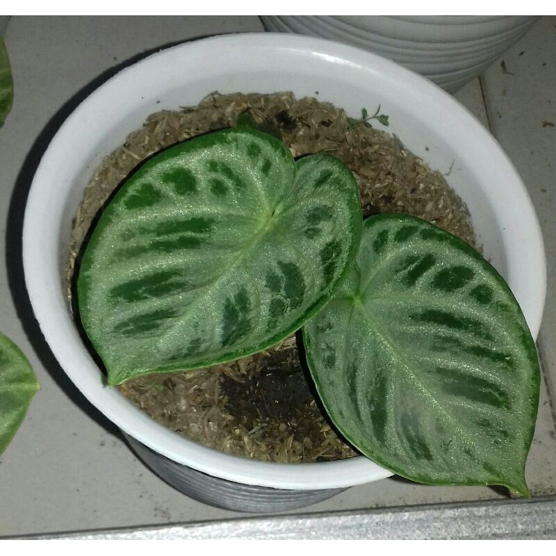 kuping.gajah.dorayaki.silver