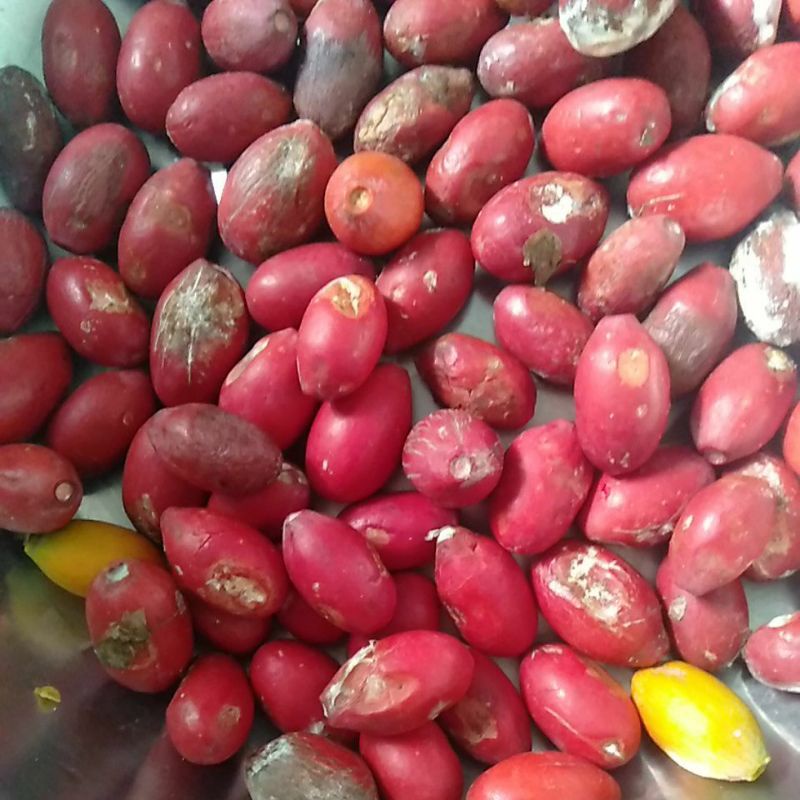 

Sayur Biji Melinjo / Mlinjo / Belinjo / Blinjo / Bago segar