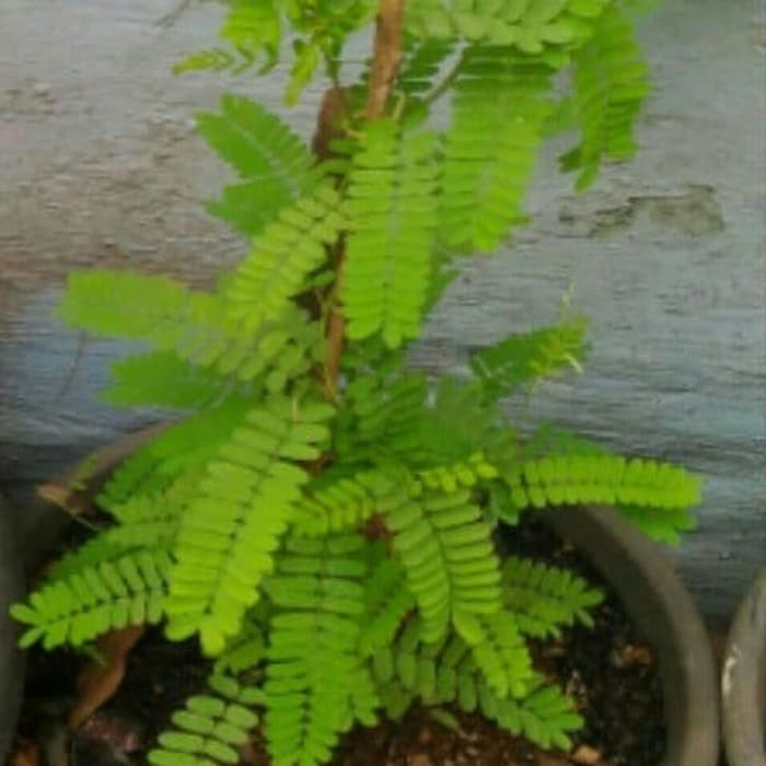 Pohon Saga - Tanaman Herbal Daun Saga Obat Batuk