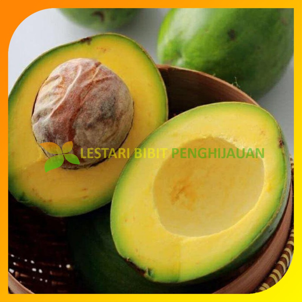 Jual Bibit Alpukat Mentega Super Jumbo Cepat Berbuah Shopee Indonesia