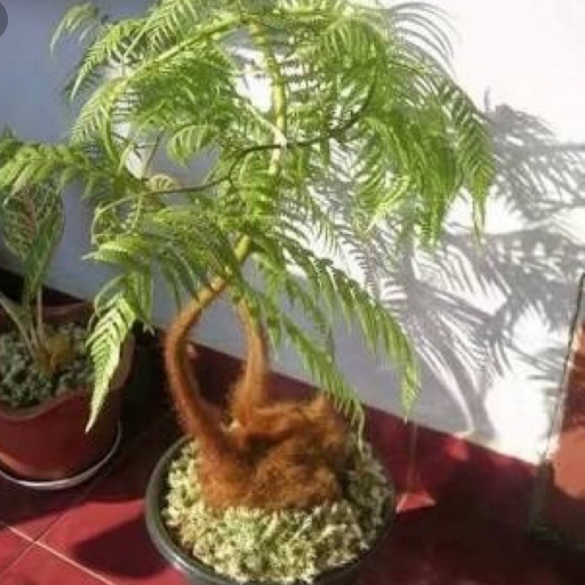 PAKIS MONYET - TANAMAN HIAS PAKIS MONYET - tanaman hias genus cibothium