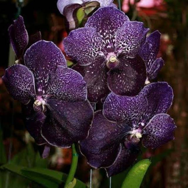 Anggrek Vanda Ungu Pekat dewasa Hybrid siap bunga , Spike dan Knop