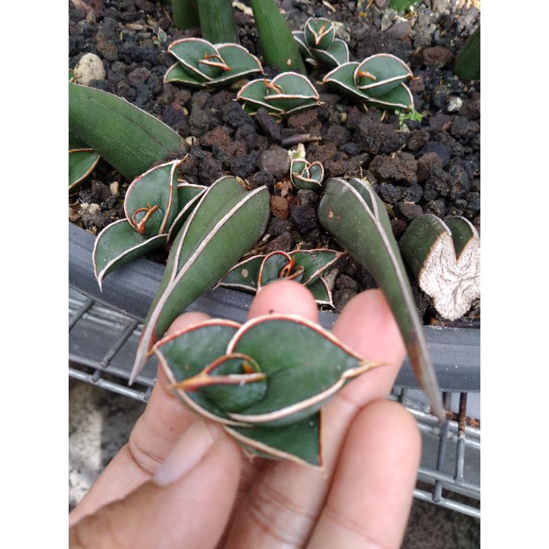 Sansevieria rorida