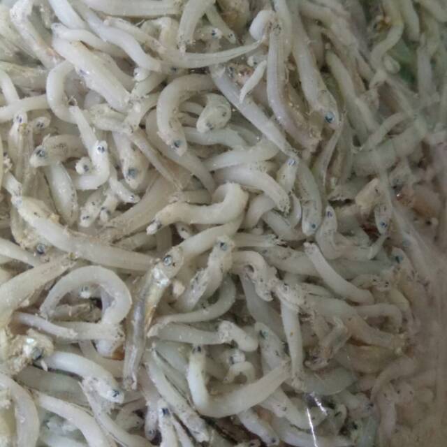 

Teri super besar