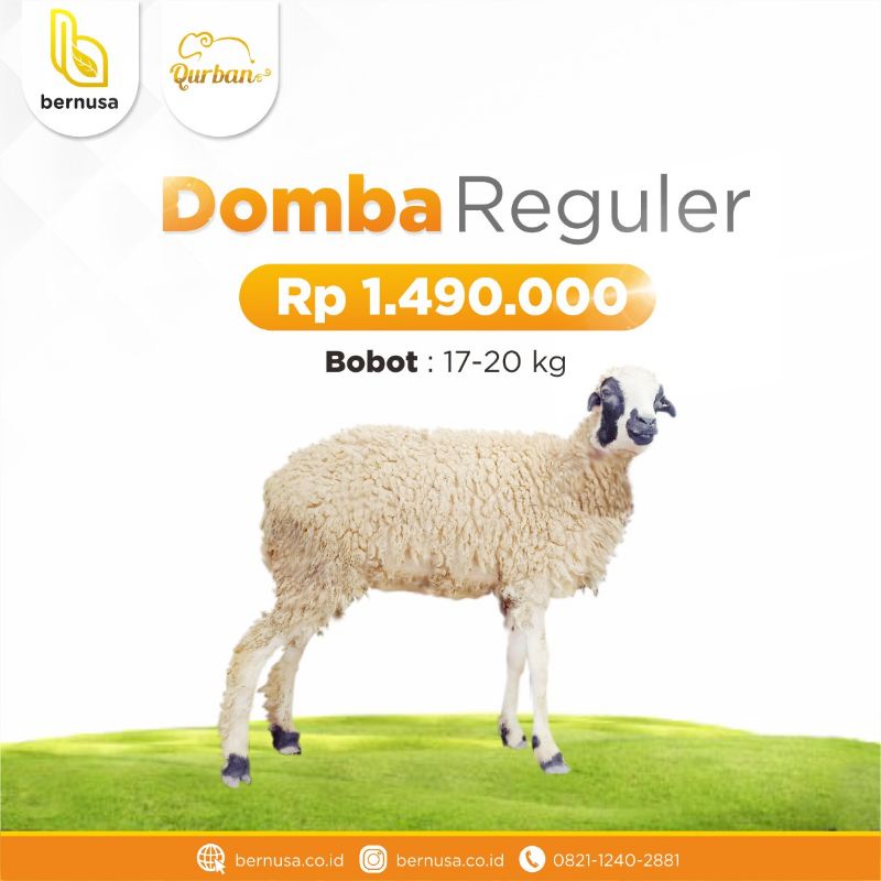 

QURBAN DOMBA MURAH