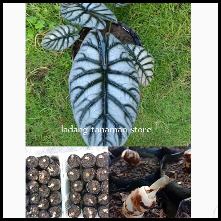Bonggolan Alocasia Dragon Silver