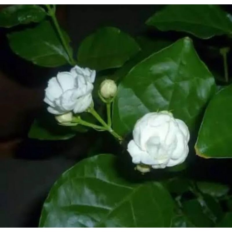 bunga wangi(melati tumpuk)