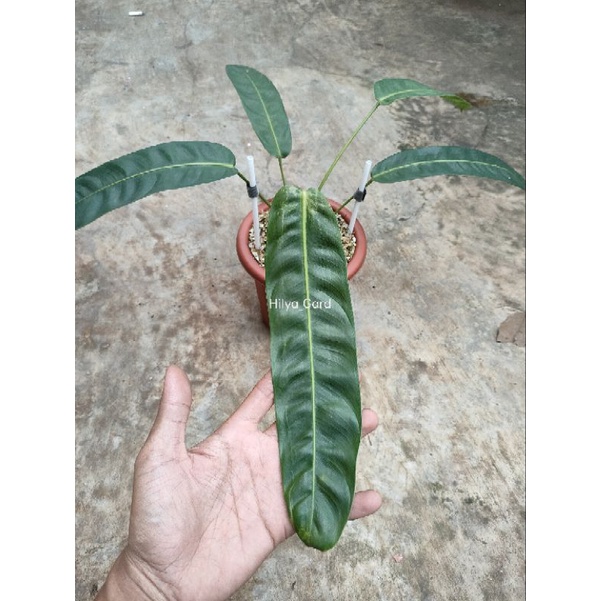 Philodendron patriciae