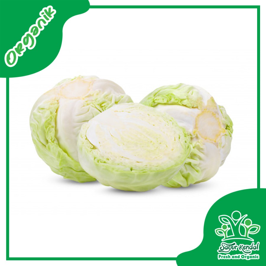

Fresh Kol Putih Segar Organik - SayurKendal