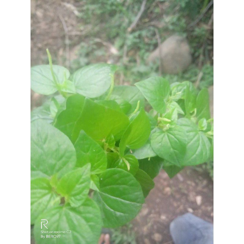 Daun suruhan ketumpang air atau sirih cina 1kg