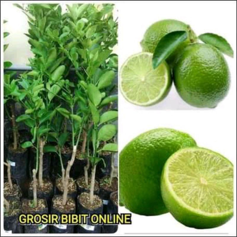 bibit jeruk nipis unggulan