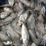 

Ikan Tude Oci