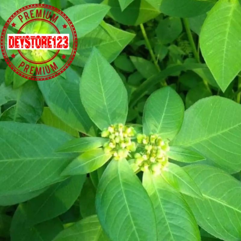 

Daun Kate mas Sudak mantul paket 500 grm