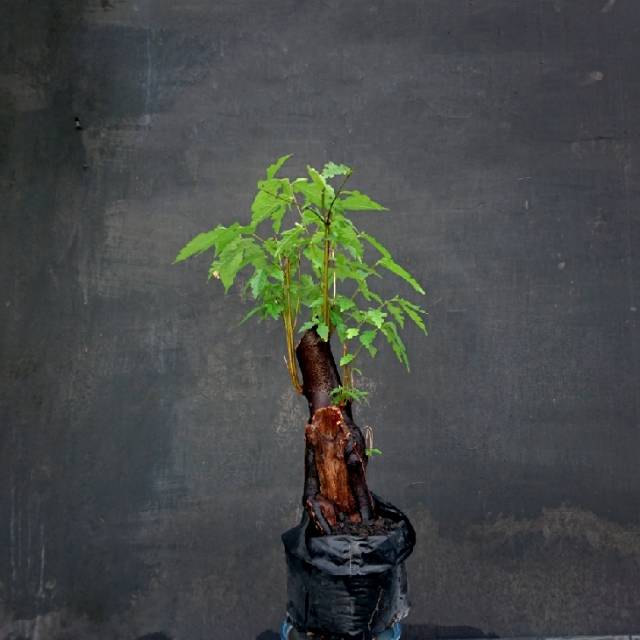 Bahan bonsai amplas hitam 03