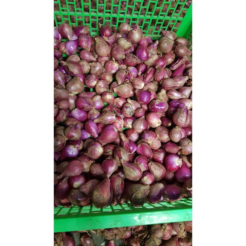 

Bawang merah brebes besar 5 kg