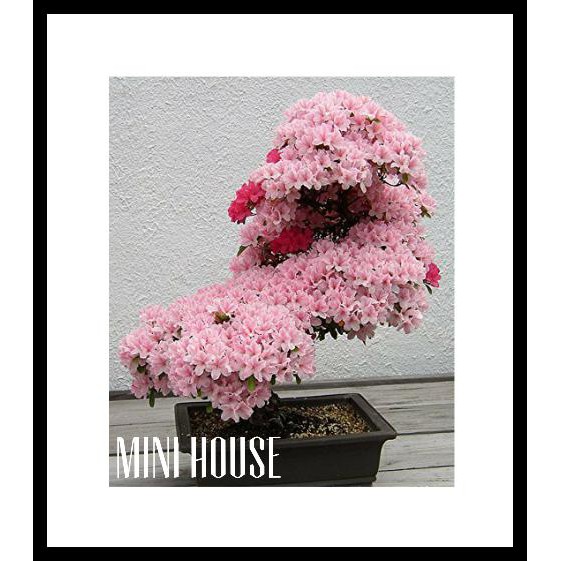 BIJI BENIH BONSAI SAKURA IMPORT MURAH