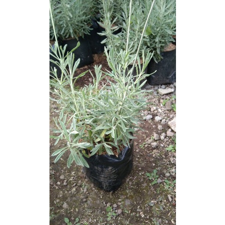 Tanaman Lavender Asli Lavandula