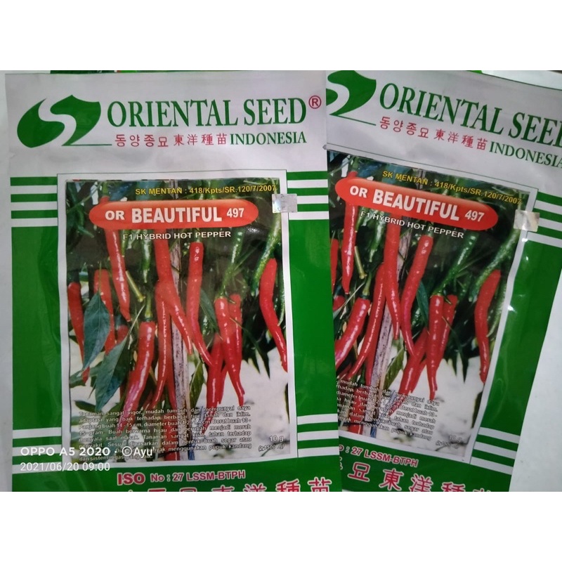 [ORIENTAL SEED] Cabe OR BEAUTIFUL